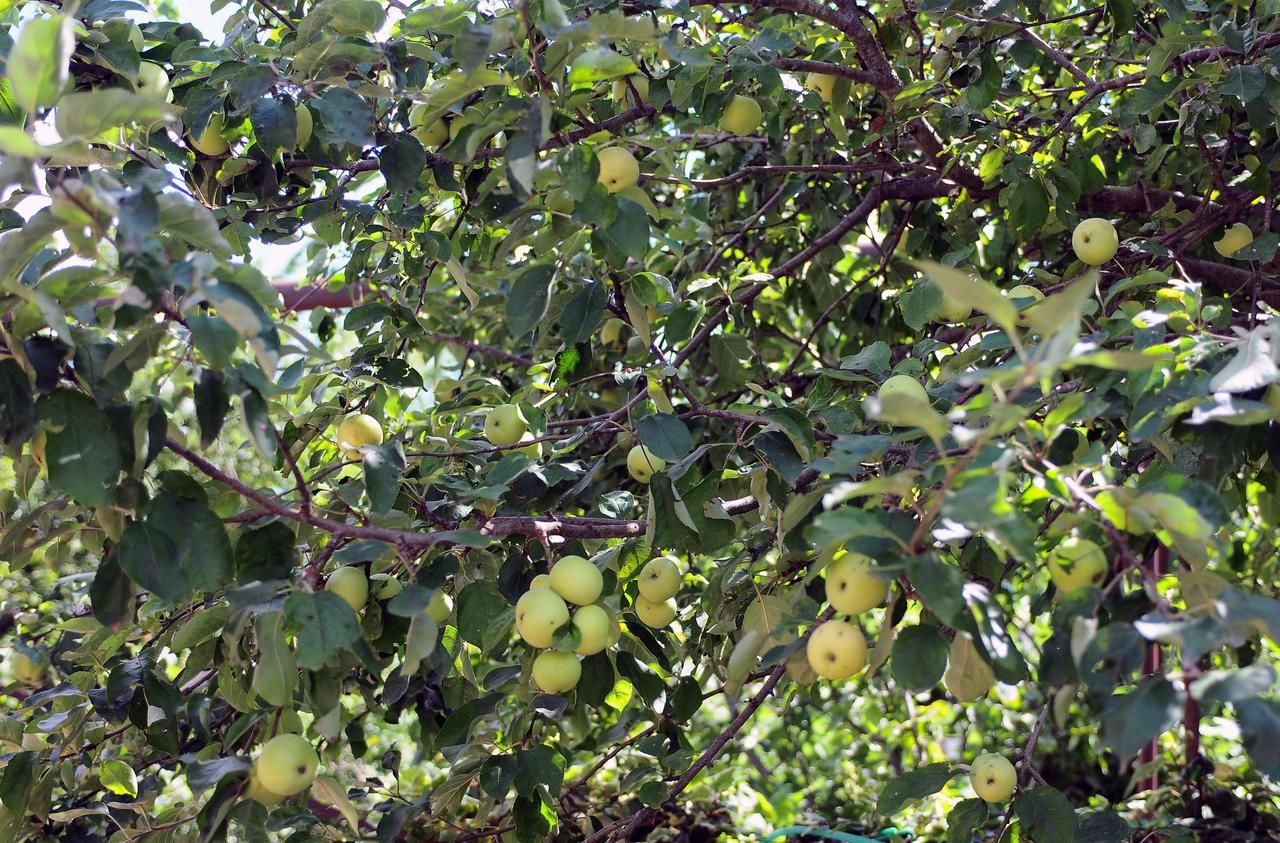 Гостевой дом Guest House Darejani Кутаиси-24